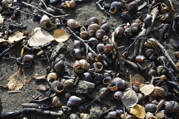 shells on the shore of the Ob sea
ракушки на берегу Обского моря, Новосибирск