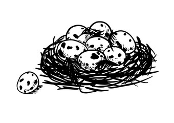 Quail egg. Set of vector graphic illustrations of quail, quail eggs and habitat of quail. quail eggs in a basket