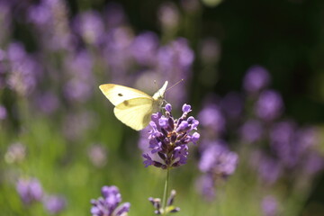 Buterfly cabbage butterfly on flower, macro. Pieris brassicae pollinating lavender in the garden.
