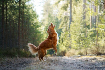 dog jumping in the forest. Nova Scotia Duck Tolling Retriever in nature. Pet friendship. 
