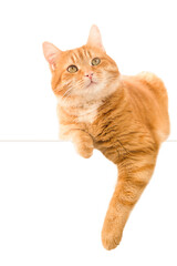 ginger cat lying looking up on isolated white background