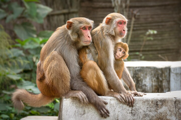 Monkey family with baby is looking with curiosity