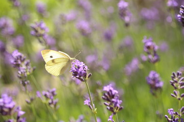 Buterfly cabbage butterfly on flower, macro. Pieris brassicae pollinating lavender in the garden.