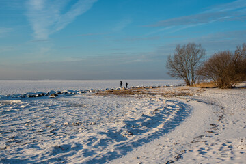 trees on the snowy and icy beach of Finnish gulf