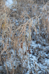 Fototapeta premium reed on the blue sky background in winter
