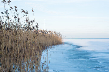 trees on the snowy and icy beach of Finnish gulf