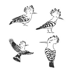 Hoopoe bird vector. hoopoe bird, vector sketch illustration © Elala 9161