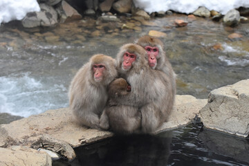 Fototapeta premium Japanese macaque at Jigokudani Monkey Park, Nagano, Japan