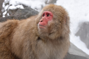 Japanese macaque at Jigokudani Monkey Park, Nagano, Japan