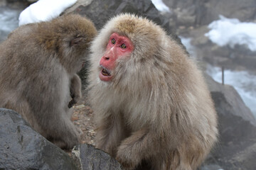 Japanese macaque at Jigokudani Monkey Park, Nagano, Japan