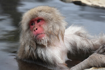 Japanese macaque at Jigokudani Monkey Park, Nagano, Japan