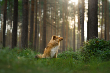 red sheltie dog in the green forest. Pet on the nature. tracking, hiking, travel 