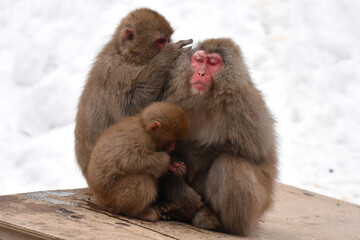 Japanese macaque at Jigokudani Monkey Park, Nagano, Japan