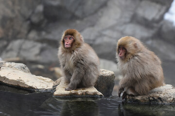 Naklejka premium Japanese macaque at Jigokudani Monkey Park, Nagano, Japan