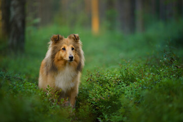 red sheltie dog in the green forest. Pet on the nature. tracking, hiking, travel 