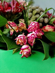 Small dried roses with dark edges of petals on a green background