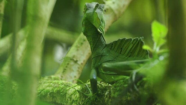 Green Basilisk - Basiliscus plumifrons also called the green basilisk, the double crested basilisk, or the Jesus Christ lizard, species of lizard in the family Corytophanidae