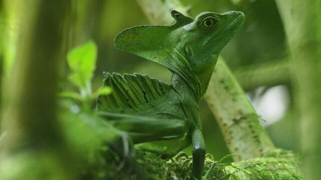 Green Basilisk - Basiliscus plumifrons also called the green basilisk, the double crested basilisk, or the Jesus Christ lizard, species of lizard in the family Corytophanidae