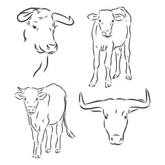 black and white linear paint draw bull vector illustration. bull vector sketch illustration