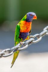  Lorikeet On Chain vert