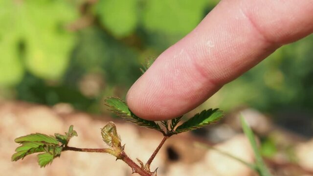 Mimosa pudica - Sensitive Plant folding response or "sleep" or nyctinastic movement, Upon touching the compound leaf of a Touch-me-not plant with a finger, the leaflets start to fold up.