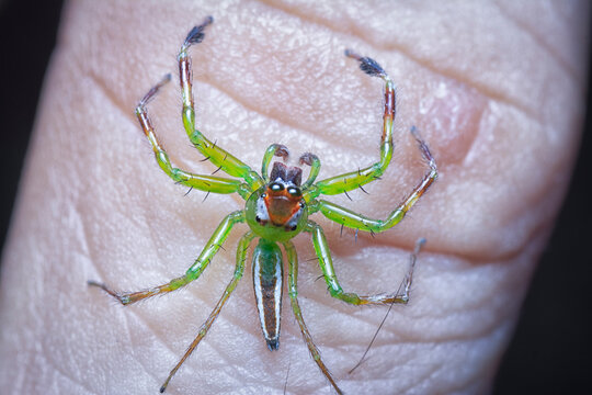 Epeus Bilder Durchsuchen 35 Archivfotos, und Videos