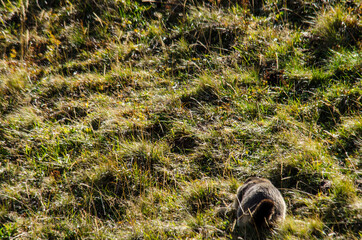 Świstak  © wedrownik52