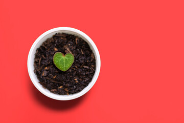 Cyclamen Heart shaped leaf in a tiny pot (right space layout)