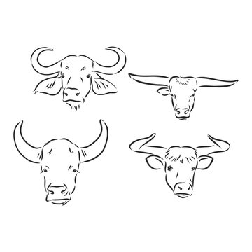black and white linear paint draw bull vector illustration. bull vector sketch illustration