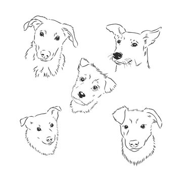 Sketch of funny dog. vector illustration. portrait of a dog vector sketch illustration