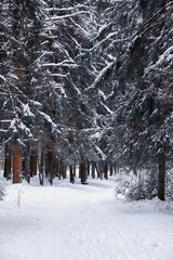 Winter forest. Landscape of the park in winter. Snow-covered trees at the edge.