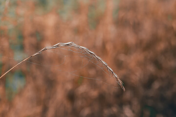 Spider web on a spikelet of wheat in autumn. Macro. Wild life