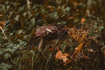 The mushroom grows on a tree stump in the forest. Reconnecting with nature