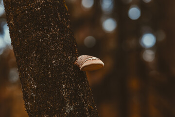 Mushroom on the tree in forest. Countrysid