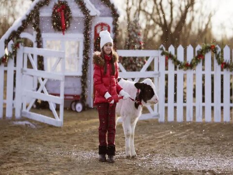 Pretty young girl in red winter jacket, white hat and squared pants posing with young black and white bull at the white Christmas farm. Snowing. Slow mo.