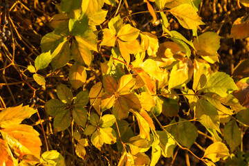 yellow ivy leaves in autumn