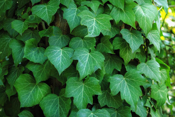 green ivy plant as a natural background, close-up