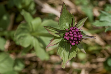 Сaptiate Мalerian (Valeriana capitata) at St. George Island, Pribilof Islands, Alaska, USA