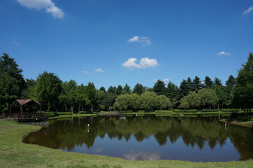 Fototapeta na wymiar 池のある公園