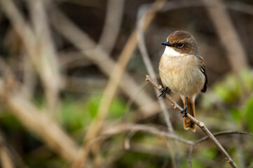 Grey bush chat or bushchat portrait perched on branch at dhikala zone of jim corbett national park uttarakhand india - Saxicola ferreus