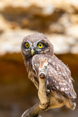 Little owl or Athene noctua on wooden branch