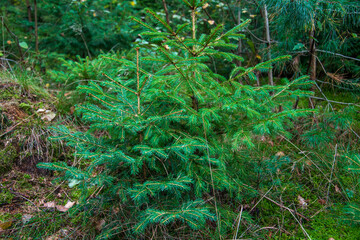 Fototapeta premium Eine Tannenbaum Anpflanzung mit Jungpflanzen. Bald werden sie als Weihnachtsbäume geerntet.
