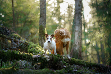 Fototapeta premium two dogs in the forest. Nova Scotia Duck Tolling Retriever and Jack Russell Terrier in nature. Pet friendship. 