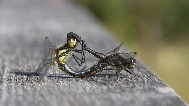 A mating pair of stunning Black Darter Dragonfly (Sympetrum danae) perching on a wooden fence in Scotland.
