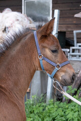 Naklejka na ściany i meble Dark brown foal head, with a halter, in side view. Rubbish piled high in the background