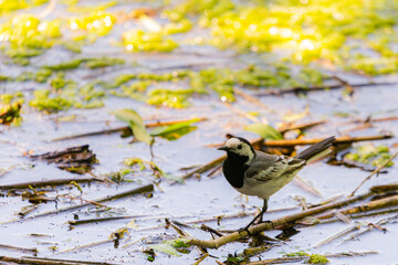 White Wagtail - Motacilla alba, small popular passerine bird from European fileds, meadows and wetlands, Hortobagy National Park, Hungary