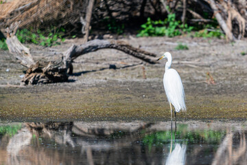 Eastern Great Egret or Ardea alba hunt in the swamp on nature or lake