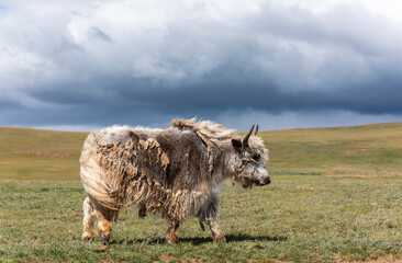 Fototapeta premium Yak Steppe Hair Mongolia