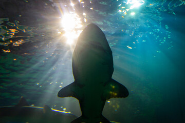 Naklejka premium Sharks silhouetted against blue sunlight