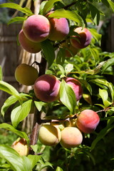 Large Plums ripening on the tree